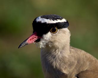 J's <i>Crowned Plover</i>