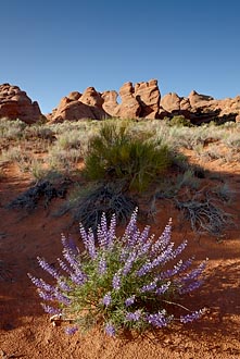 Silvery Lupine