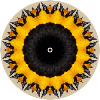 J's <i>Kaleidoscoped Blackbird</i>