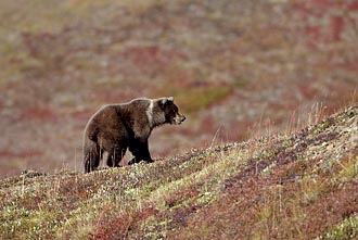 Grizzly Bear