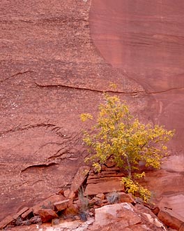 Yellow Cottonwood And Red Wall