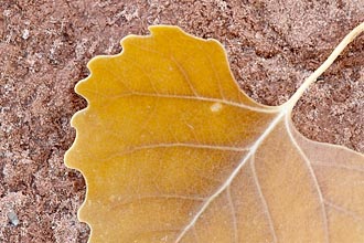 Yellow Cottonwood Leaf