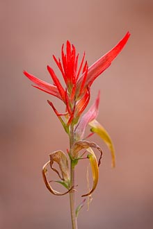 Linearleaf Paintbrush