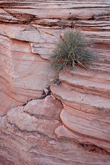 Bush On Red Rock